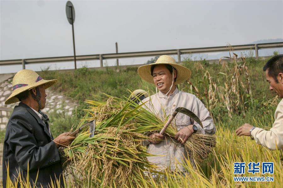 （新華全媒頭條·時(shí)代先鋒·圖文互動(dòng)）（2）“要把論文寫(xiě)在大地上”——記“農(nóng)民院士”朱有勇