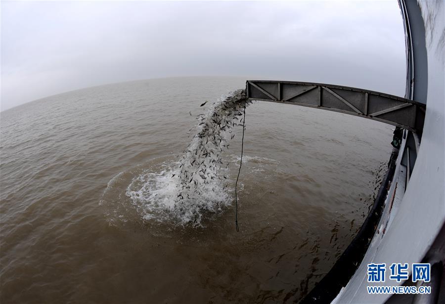 （圖文互動）（2）長江口生態(tài)修復(fù)見成效 水下長出147公里“人工魚礁” 