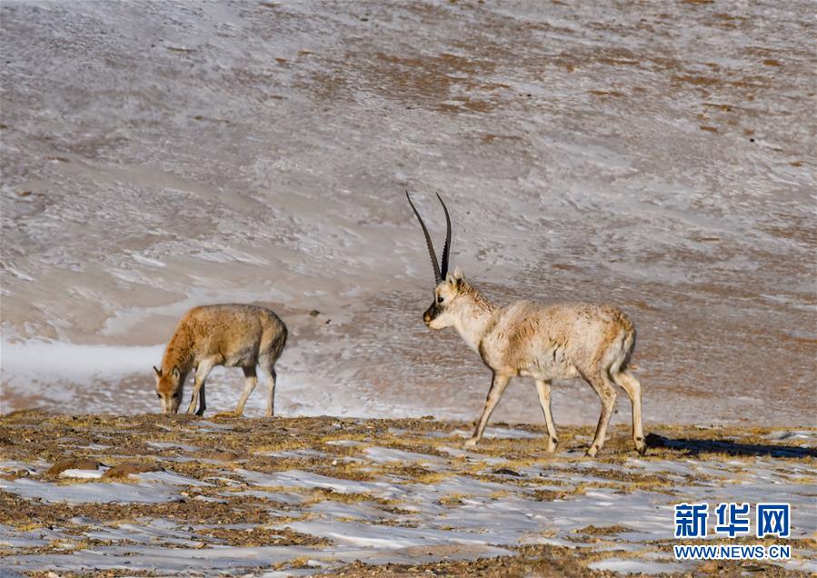 （新華全媒頭條·圖文互動(dòng)）（2）跨越半個(gè)世紀(jì)的生命遷徙——西藏極高海拔生態(tài)搬遷破解人與自然共生難題