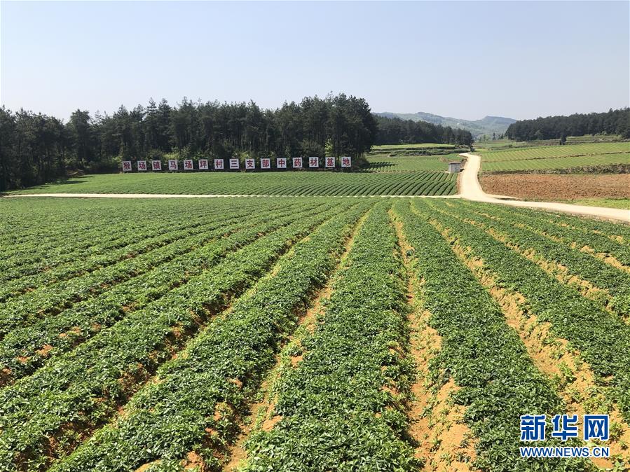 （決戰(zhàn)決勝脫貧攻堅(jiān)·圖文互動(dòng)）（6）田野“變奏”讓薄土“生金”——貴州農(nóng)村產(chǎn)業(yè)革命助推脫貧攻堅(jiān)見聞