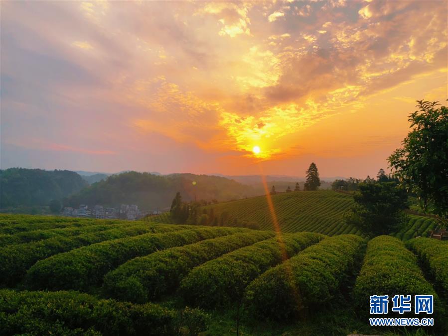 （決戰(zhàn)決勝脫貧攻堅(jiān)·圖文互動(dòng)）（8）田野“變奏”讓薄土“生金”——貴州農(nóng)村產(chǎn)業(yè)革命助推脫貧攻堅(jiān)見聞