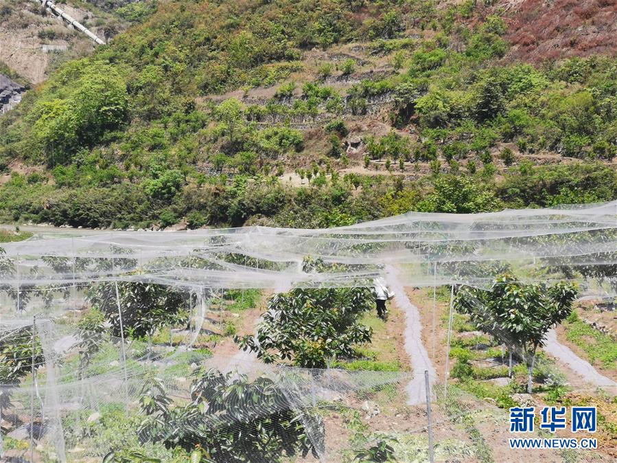 （決戰(zhàn)決勝脫貧攻堅·圖文互動）（4）野奶角又見春天