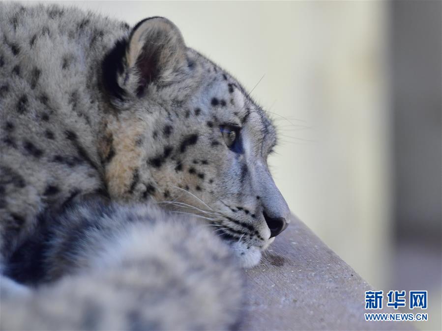 （圖文互動(dòng)）（2）人工繁育雪豹雙胞胎首次亮相西寧野生動(dòng)物園