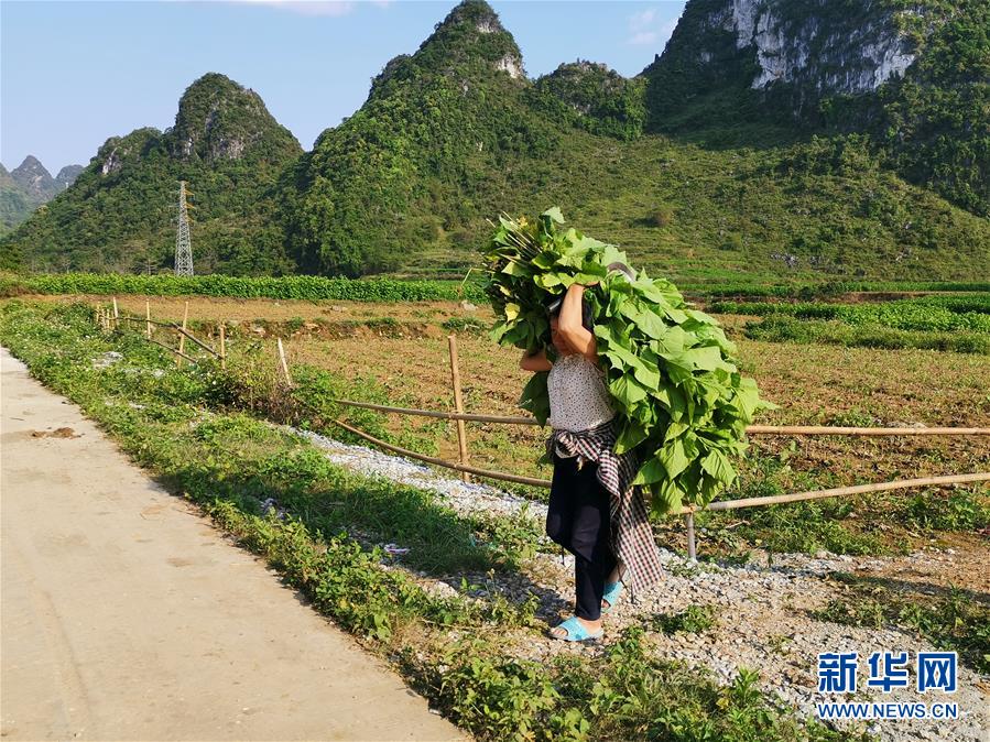 （決戰(zhàn)決勝脫貧攻堅(jiān)·圖文互動(dòng)）桑蠶織出“致富網(wǎng)”——桂西邊境山村走訪見聞