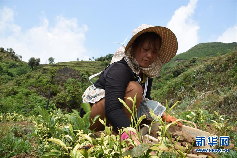 （新華全媒頭條·圖文互動(dòng)）（14）初夏，循著總書記的腳步探訪產(chǎn)業(yè)扶貧新事