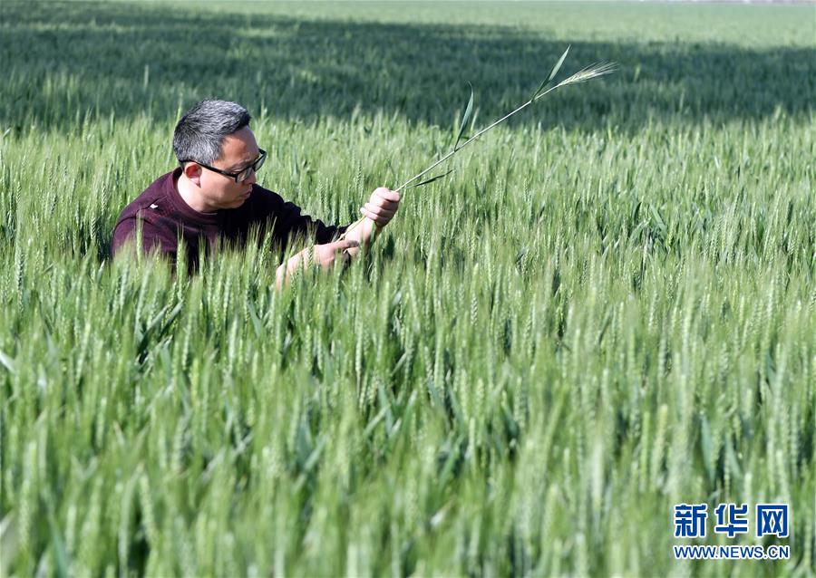 （在習近平新時代中國特色社會主義思想指引下——新時代新作為新篇章·習近平總書記關切事·圖文互動）（5）新農(nóng)事,、新希望——夏收前田間新動態(tài)掃描