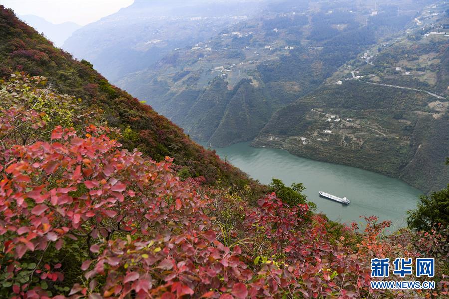 （新華全媒頭條·圖文互動(dòng)）（12）待到滿山紅葉時(shí)——三峽重慶庫區(qū)踐行新發(fā)展理念面面觀