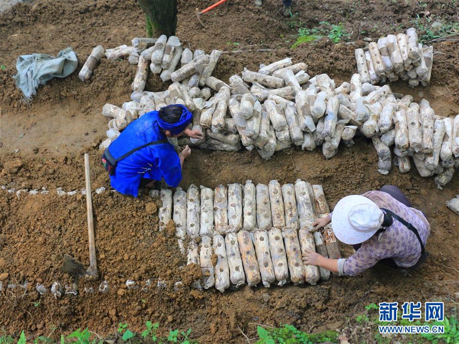 （決戰(zhàn)決勝脫貧攻堅(jiān)·圖文互動(dòng)）（1）問(wèn)林下要地 助“新市民”就業(yè)增收