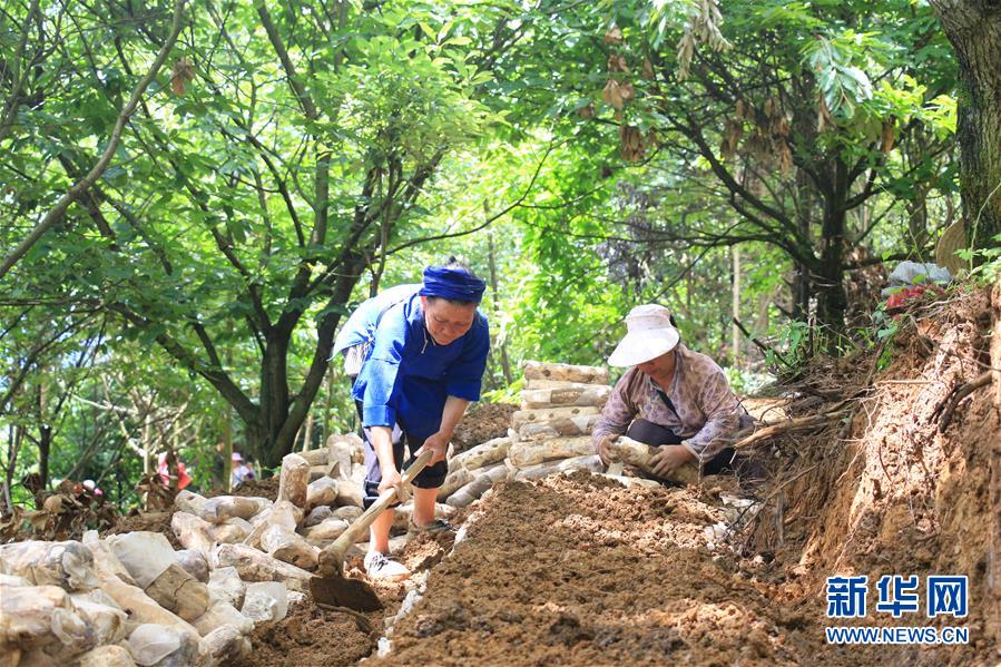 （決戰(zhàn)決勝脫貧攻堅(jiān)·圖文互動(dòng)）（3）問(wèn)林下要地 助“新市民”就業(yè)增收