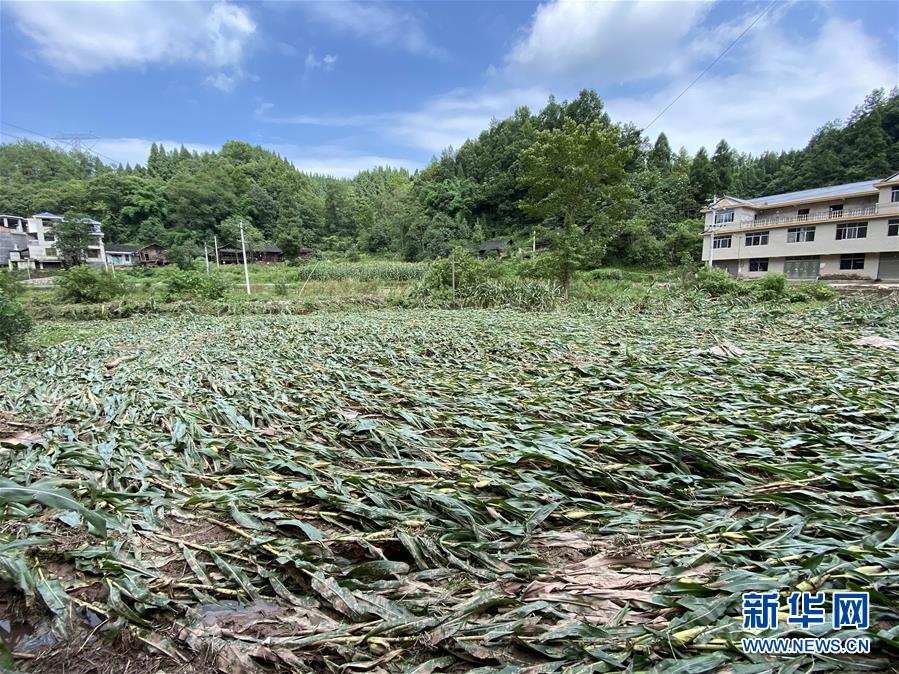 （防汛抗洪·圖文互動）（4）山洪襲來前,，澧水河畔大轉(zhuǎn)移