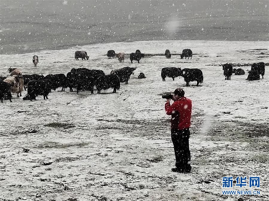 （新時代擔當作為典型·圖文互動）（3）草地生態(tài)專家趙新全：情深不舍三江源