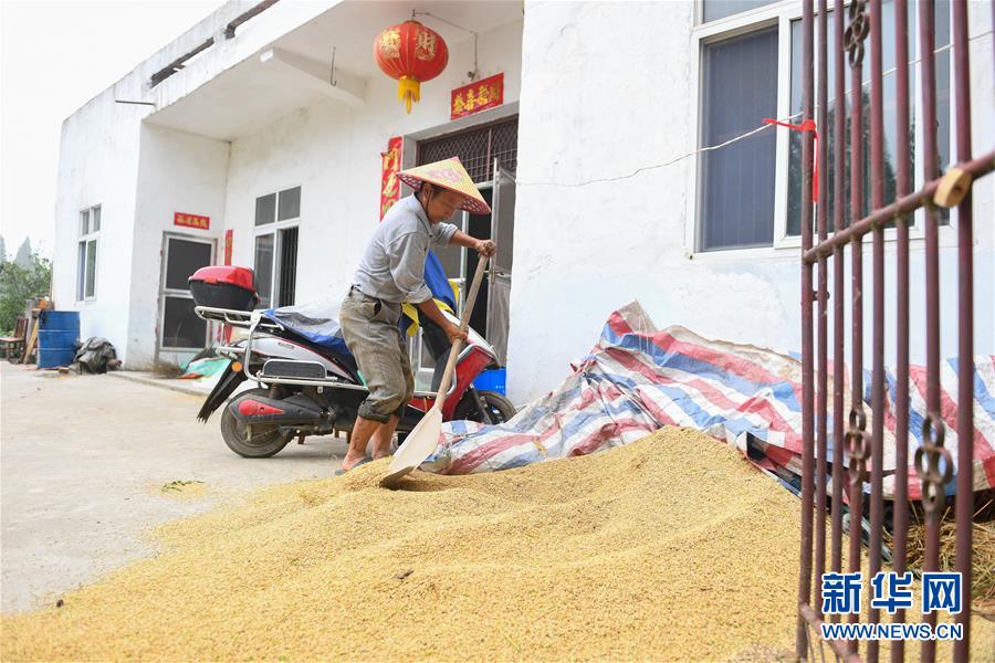 （新華視點·聚焦餐桌外的浪費·圖文互動）（2）農(nóng)戶儲糧損失達(dá)8%,！設(shè)施普遍簡陋,，蟲害霉變堪憂