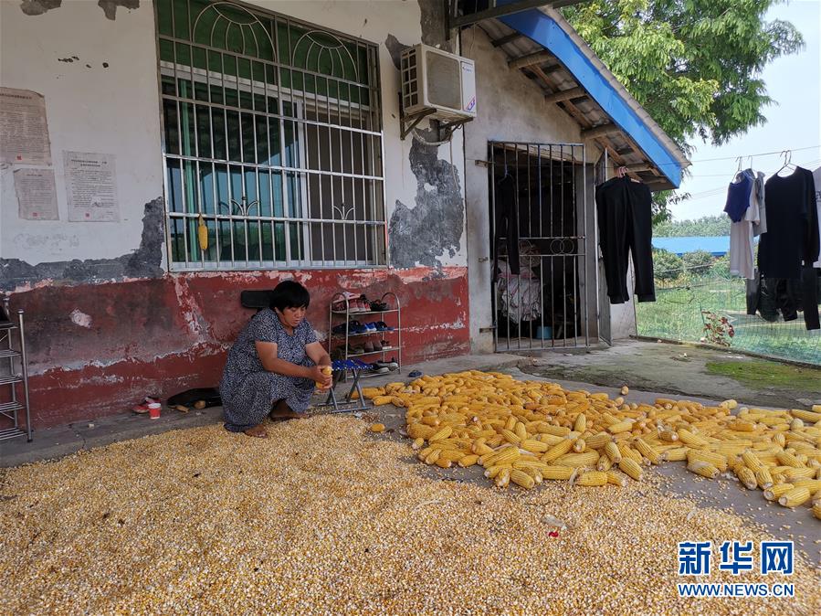 （新華視點·聚焦餐桌外的浪費·圖文互動）（3）農(nóng)戶儲糧損失達(dá)8%！設(shè)施普遍簡陋,，蟲害霉變堪憂