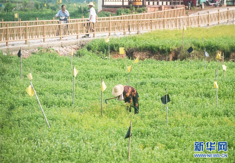 （新華全媒頭條·走向我們的小康生活·圖文互動）（9）特殊之年,，荊楚大地書寫不平凡的答卷