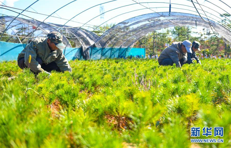 （在習近平新時代中國特色社會主義思想指引下——新時代新作為新篇章·習近平總書記關切事·圖文互動）（8）綠意,，在黃沙中鋪展——我國防沙治沙紀實