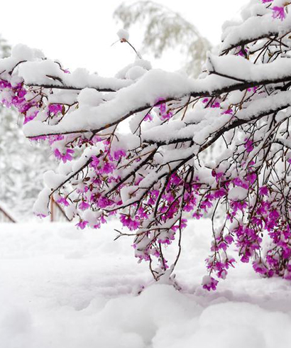 立夏時(shí)節(jié) 雪景如畫(huà)