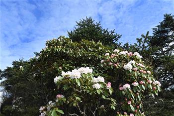 杜鵑花開峨眉山