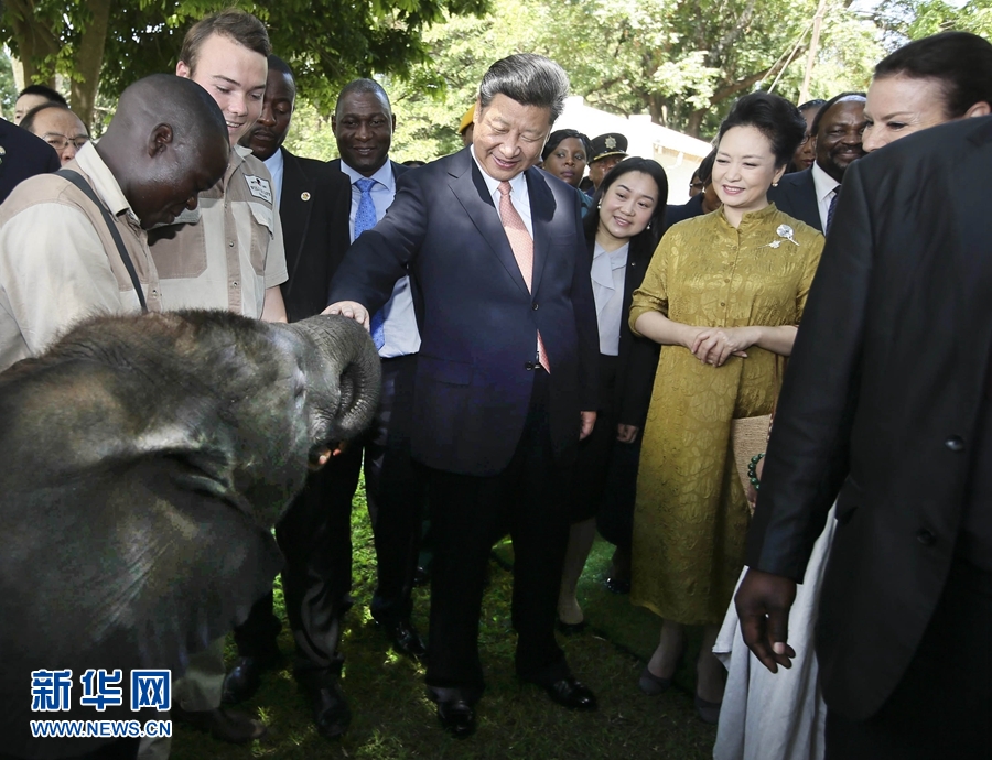 12月2日,，國家主席習(xí)近平在津巴布韋考察野生動物救助基地。在基地負(fù)責(zé)人陪同下,，習(xí)近平和夫人彭麗媛察看了基地救助的野生動物,，并給大象,、長頸鹿遞喂水果、樹葉。新華社記者 蘭紅光 攝 