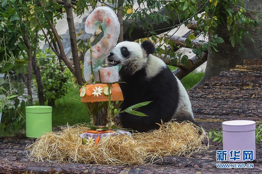 （國(guó)際）（3）莫斯科動(dòng)物園為大熊貓“如意”和“丁丁”慶生