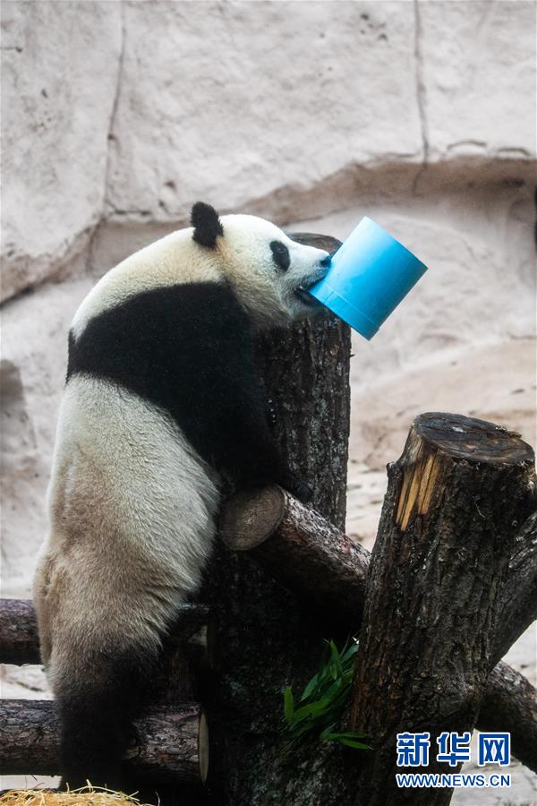 （國際）（6）莫斯科動物園為大熊貓“如意”和“丁丁”慶生