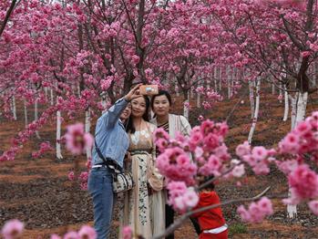 櫻花漫山,，一份14年的等待