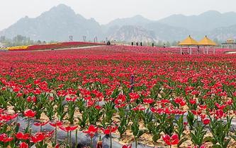 河南駐馬店：郁金香花開引客來