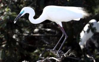 數(shù)萬(wàn)鷺鳥棲息南昌象山森林公園